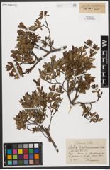 Foto von Salix waldsteiniana Willd.